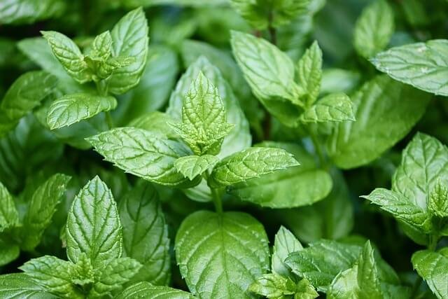 peppermint oil plant in garden